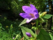 65 Un bel fiore di Campanula Barbata (Camapnula barbata)